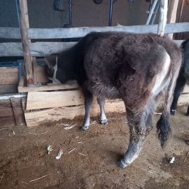 собака дом: Продаю | Корова (самка), Тёлка, Музоо, торпок | Алатауская, Швицкая | Для разведения — 4