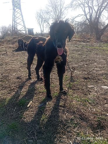 Ветеринар кызматы: Тайган, 8 айлык, Эркек, Эмделген — 1