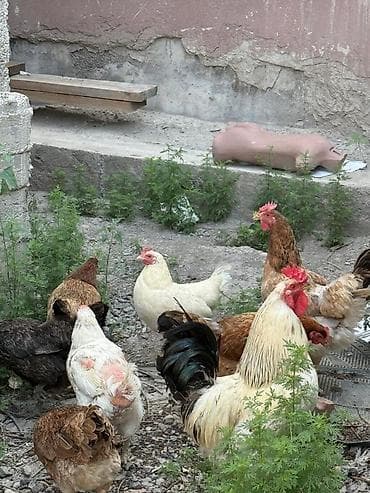 Животные: Продаю | Куры | Домашняя | Для разведения — 2