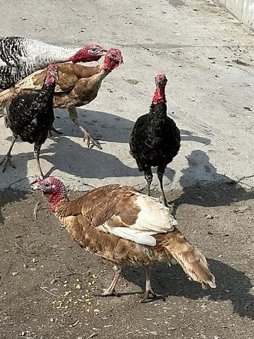 джерский гигант: Продаю | Индюк (самец) | Для разведения — 4