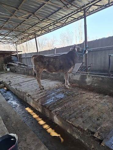 продаю карова: Продаю | Корова (самка) | Швицкая | Для молока | Стельные — 1