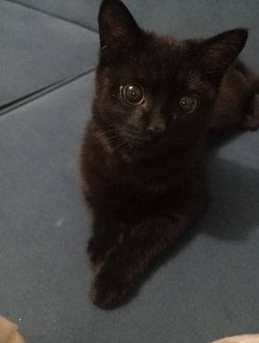 cat litter: Кошка даром: Беспородная, 3 месяца, Мальчик, Приучена к лотку — 4