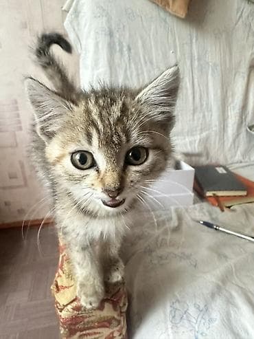 подвеска кошка: Кошка даром: Беспородная, 2 месяца, Девочка, Приучена к лотку — 9