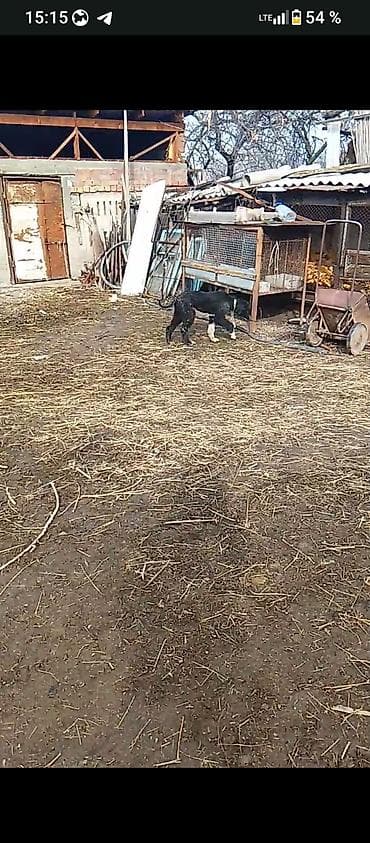 кремация животных бишкек: Тайган, 5 месяцев, Самка, С прививкой — 3