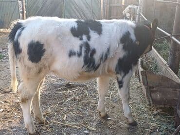 автоматический шприц для животных: Продаю | Корова (самка), Бык (самец), Тёлка | На откорм, На забой, Для разведения | Искусственник — 3