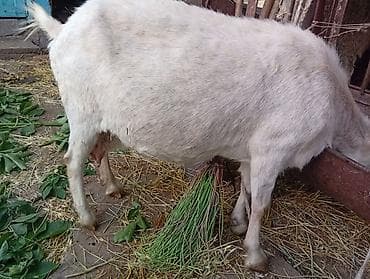 Үй жана бакча: Козье молоко и молочная продукция домашнего хозяйства. - Натуральное — 4