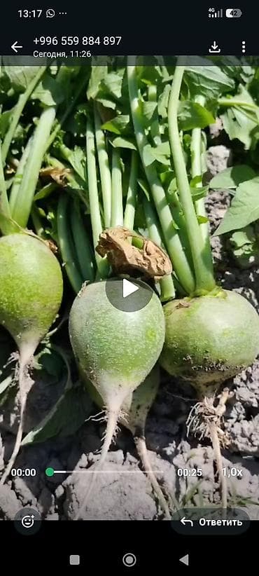 зеленый орук: Семена редьки (зеленая/маргеланская) - Культура: редька китайская — 2