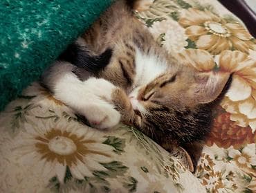 собака бишкек: Отдаю котенка даром — 3