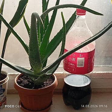 Денежное дерево: Алоэ вера в горшке 5 лет. - Домашнее декоративно‑лекарственное — 1