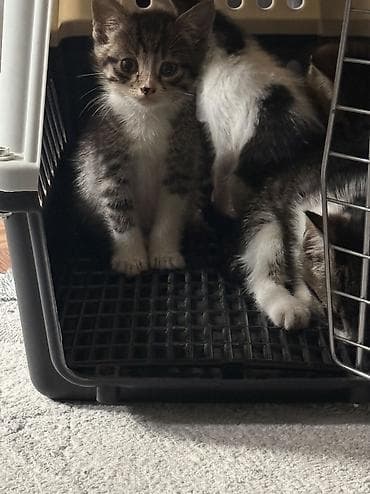 кошка котёнок: Котята в добрые руки — 1