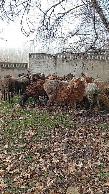 баран ягнята: Продаю | Овца (самка) | Для разведения | Матка — 6