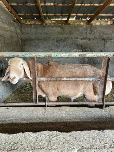 продам козу дойную: Продаю | Баран (самец) | Арашан | Для разведения, На забой | Осеменитель — 1
