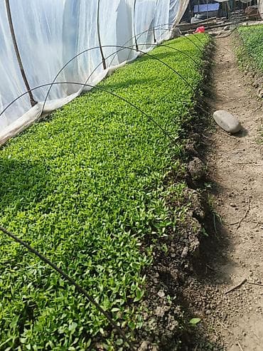 Рассада сладкого болгарского перца — высший сорт. - Тепличное — 3