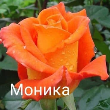 купить семена цветов в бишкеке: Саженцы цветка: Розы — 6