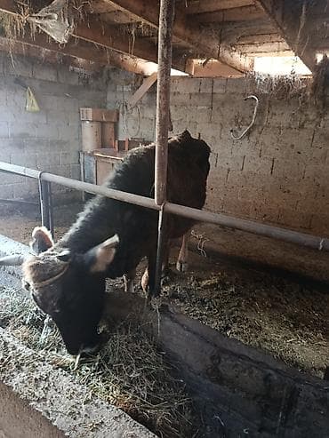 живые дрожи: Продаю | Корова (самка) | Для молока | Привязанные — 1