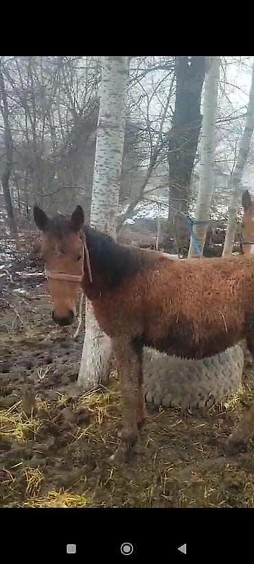 далматинец собака: Продаю | Жеребец | Рабочий — 3