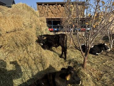 домик для кошки многоуровневый: Сатам | Бука (эркек) | Аргын | Бордоп семиртүү үчүн — 3