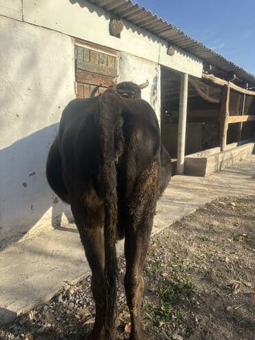 цена пшеницы в бишкеке 2022: Продаю | Корова (самка) | Полукровка — 6