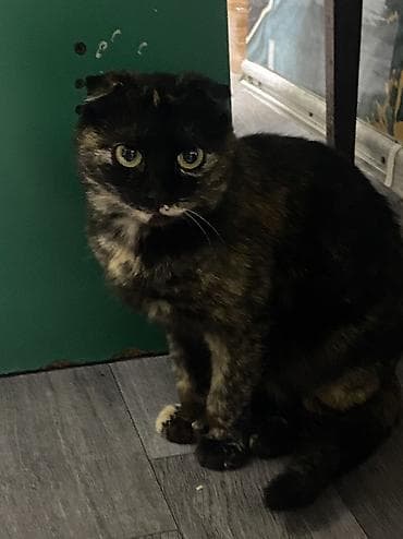 бурманская кошка бишкек: Девочка — 1