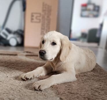 Услуги ветеринара: Щенок золотистого ретривера — светло‑кремовый окрас, густая мягкая — 4