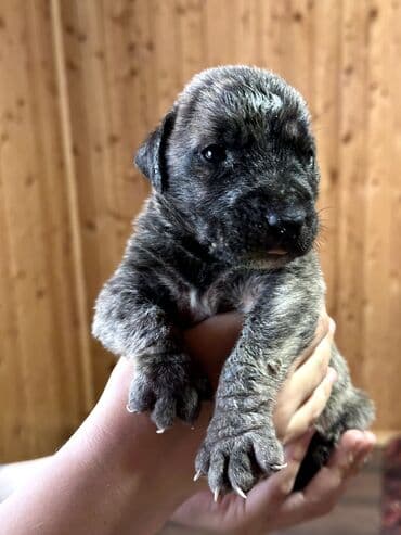 бульдоги: Щенки Канарского Дога (Presa Canario) С документами, прививками 8 — 48