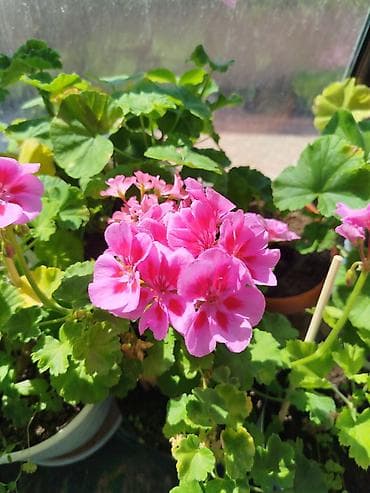 аптечка: Комнатные растения в горшках от 300-1000 1) Алоэ вера (крупные — 9