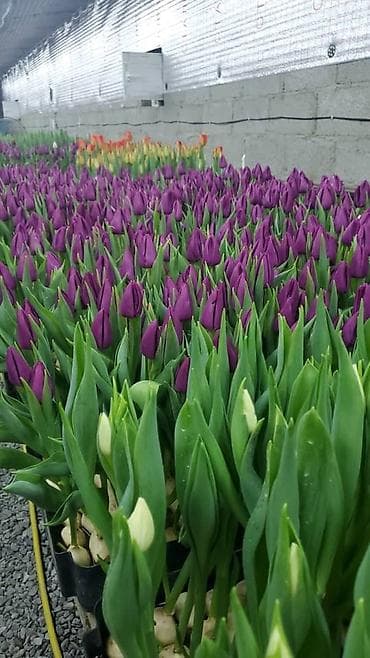 оформление цветов: Организация мероприятий | Букеты, флористика — 2