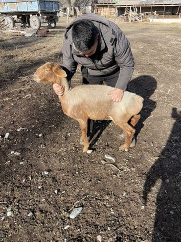 хаски ит: Продаю | Овца (самка) | Для разведения | Матка — 2