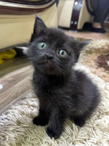 отдам котенка в хорошие руки: Кошка даром: Беспородная, 1 месяц, Девочка — 3