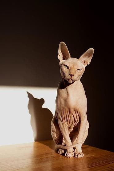 котенок сфинкс: Кошка даром: Сфинкс, 1 год, Мальчик, Кастрирована, Приучена к лотку, Проглистована — 1