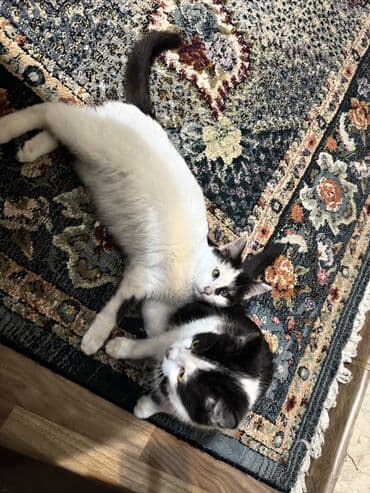 отдам даром вислоухого котенка: Кошка даром: Беспородная, 3 месяца, Мальчик — 2