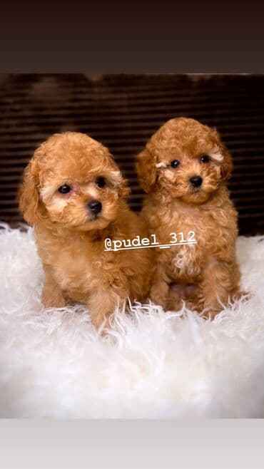 Башка жаныбарлар: Продаются щенки той пудели . С родословной! Идеальная порода которая — 5