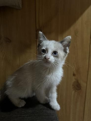 1 мальчик 2 котенка фулл: Отдам котят в добрые руки 
2 кошечки и один котик — 2
