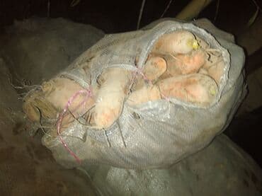 лейка садовая: Морковь — 3