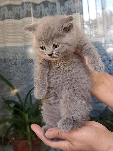 коты бишкек: Британские короткошёрстные котята - Порода: британская — 1