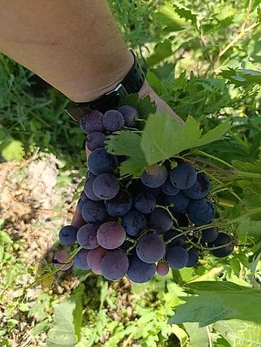 Дом и сад: Виноград Оптом — 8