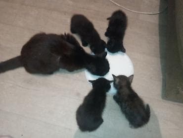 Животные: Котята от домашней кошки - Окрас: преимущественно чёрный, есть — 1