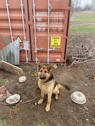 Аквариумдар: Немецкая овчарка, 2 жаш мал айдайт срочно сатылат 🚨🚨 — 1