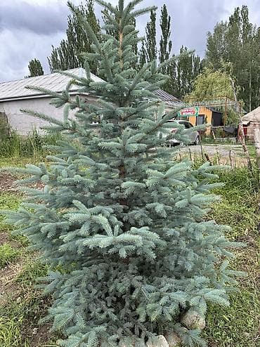 сеянцы голубой ели: Ель колючая (голубая ель, Picea pungens) — декоративные саженцы с — 3