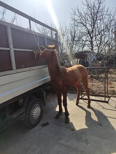 Аквариумдар: Сатам | Байтал | Көбөйтүү үчүн — 4