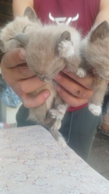 сиамская кошка даром: Отдадим в хорошей руки — 2