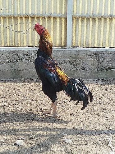 крематорий для животных бишкек: Продаю | Петух — 1