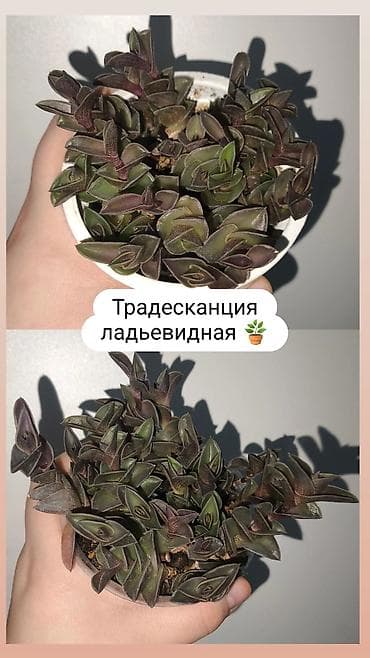 Традескациялар: Продаю комнатные растения, цветы Пассифлора Бегония крылья ангела — 10