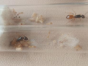 черный муравей: Camponotus fedtschenkoi - желтые земляные муравьи. Матка - 12-13 мм — 2