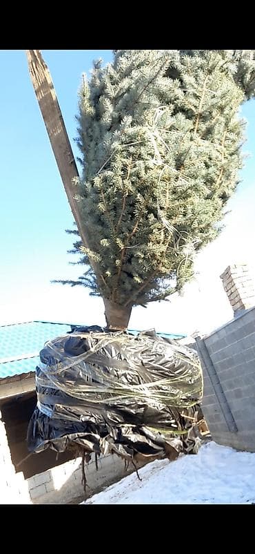 пересадка елки: Арча туя голубая ель пересадка посадка хвойных деревьев — 1