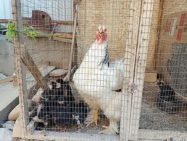 жожо брама: Продаю | Куры, Цыплята | Брама | Для разведения — 3