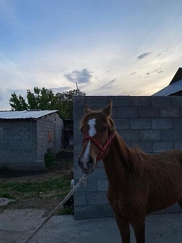 машинка для животных: Продаю | Жеребенок | Конный спорт — 5