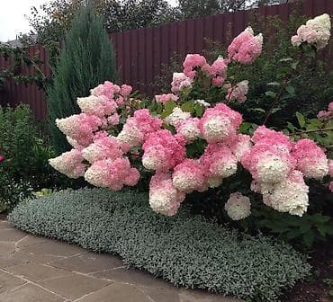 Гортензия метельчатая «Ванилла Фрайз» Прекрасный сорт, образующий куст — 1