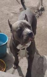 отдам даром щенка ротвейлера: Продаются щенки кубинского питбуль терьера, две девочки 05.09.25г.р. — 6