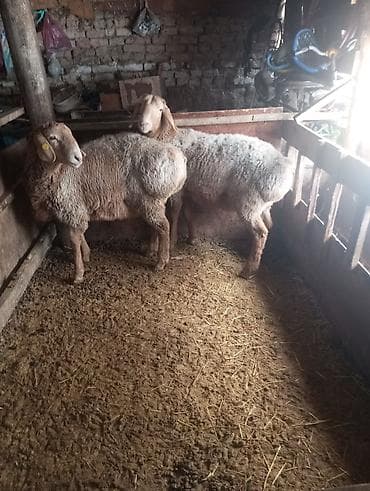 продаю баран буденовка: Продаю | Баран (самец) | Для разведения — 4